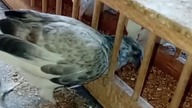 Młode blokowce na swoim  #pigeon #fus