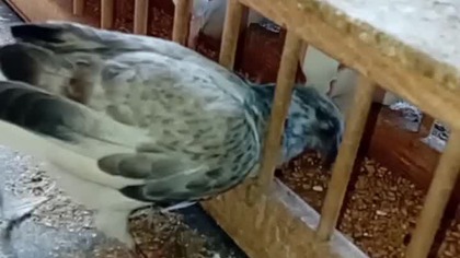 Młode blokowce na swoim  #pigeon #fus