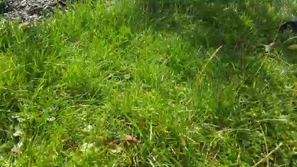 grass