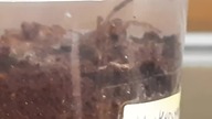 A rare sighting of Hysterocrates gigas out of its hide 