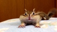 Chipmunk's morning stretch