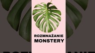 Praktyczne Roślinne Porady | Bezstresowe Rozmnażanie Monstery