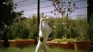 Kot w slow-motion - super!