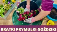Bratki, prymulki, goździki jak sadzić w donicach na balkonie? Co zrobić by długo kwitły?