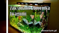 Zakładanie akwarium low tech w stylu Iwagumi