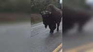LiveLeak - Traffic jam in Yellowstone