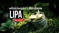Herbata z lipy: jak parzyć, działanie, właściwości. Czajnikowy.pl