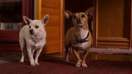 Cziłała z Beverly Hills 2(Beverly Hills Chihuahua 2)2011 pl dub