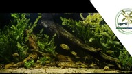 Akwarium biotopowe 540l. Ameryka Południowa - El Espinillo w porze suchej.