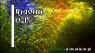 Wyciszenie cz. 1. / Relaxation aquarium music