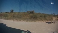  GoPro vs zwierzeta(kompilacja)