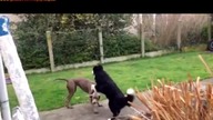 DoGy StyLe - Partyzant w akcji