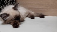Sleeping kitteh