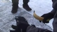 Banan którym można wbijać gwoździe!