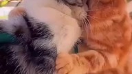 Hugs both cats 