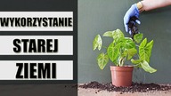 Co zrobić z ZIEMIĄ po przesadzaniu roślin domowych ?