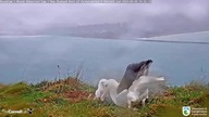 ALBATROS w NOWEJ ZELANDII - KArmienie