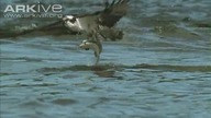 Osprey -- the ultimate fisher