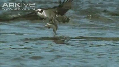 Osprey -- the ultimate fisher