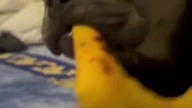 Bananowa zabawka.