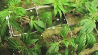 How. to. Make. Money. Selling. Drugs. 2012.pl. BRRip. XViD-MiNS (1)