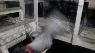 Nowy kogut w kurniku * A new rooster in the henhouse
