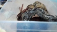 Unpacking dorosłej samicy Tapinauchenius gigas!