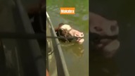 Ludzie zamiast uciekać przed falą ratowali swoje konie.