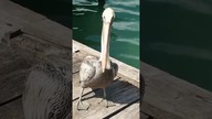 FUNNY Animals in Mexico #shorts