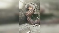 LiveLeak - Whats the Name of This Animal