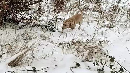 Rubik Poszukiwacz Ścieżek, albo zima w Koszalinie, śnieg, mróz, las i zabawa! -7 stopni!