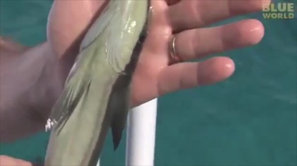 REMORA - przyjaci&oacute;łka rekin&oacute;w  