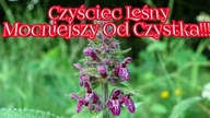 1032. Czyściec Leśny Mocniejszy Od Czystka