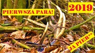 Zrzuty 2019, Pierwsza Para Jelenia W tym Sezonie, Ależ Szczęście