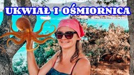 UKWIAŁ I OŚMIORNICA | Grecki Świat Rity
