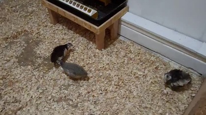 Zimowa kwatera dla gołąbków diamentowych i przepiórek