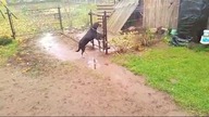 Pies kaskader chodzący po płocie tak się tresuje psy