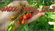 Odc. 99.  Cz. 2- Jagody goji uprawa, owocowanie.