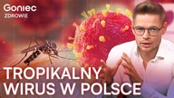 UWAŻAJ.  GROŹNY WIRUS JUŻ W POLSCE.  PRZENOSZĄ GO KOMARY