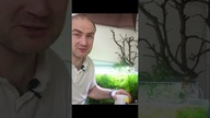 Kilka ciekawostek na temat gupika.
