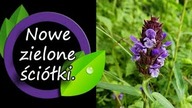 Nowe gatunki żywych ściółek i przemyślenia po drugim roku.