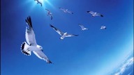 Bird played