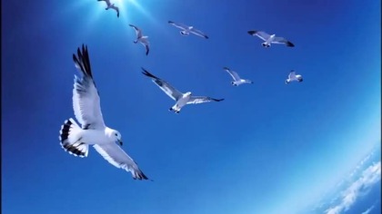 Bird played