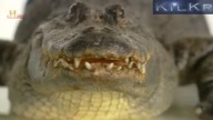 Ewolucja - Szczęki