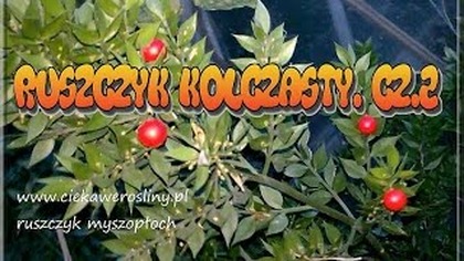107.  Cz. 2- Ruszczyk kolczasty myszopłoch.  Owoce.  Uprawa.