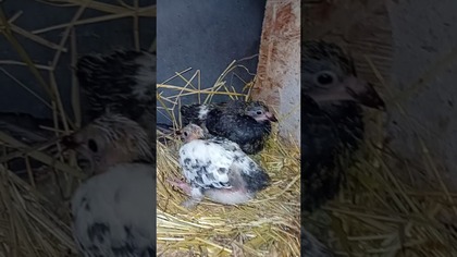 Różnorodność gołębiarska  #pigeon #egzotyka #birds #fus #golebie #animals