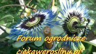 28 Męczennica - Passiflora .  Jak otwiera się kwiat passiflory , filmik poklatkowy ciekawerosliny.pl