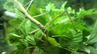 Patyczak stick insect Stick insects obiad :0