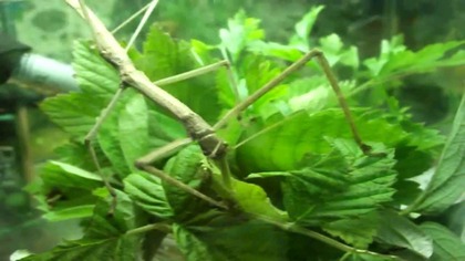 Patyczak stick insect Stick insects obiad :0