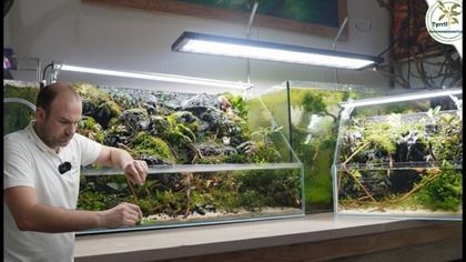 Las tropikalny w domu.  Zakładam dwa akwapaludaria  krok po kroku 